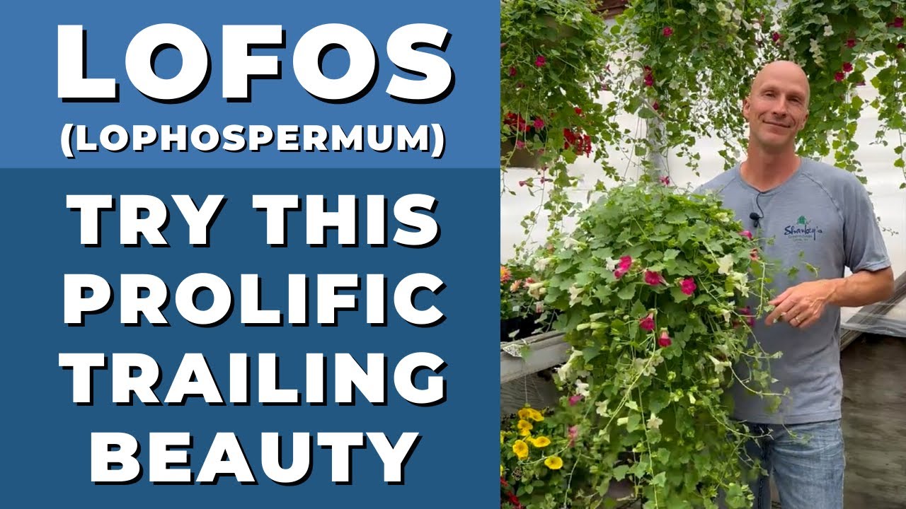 LOFOS Prolific Trailing Beauty - Lophospermum is a Gorgeous Trailer