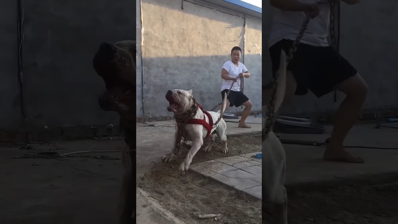 The Most Aggressive Dogo Argentino in the World