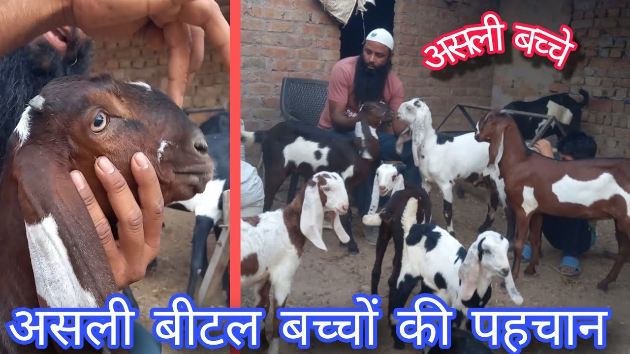 असली  बीटल बकरी बच्चों की पहचान beetal breed's goat kid's information #𝕘𝕠𝕒𝕥𝕗𝕒𝕣𝕞𝕚𝕟𝕘