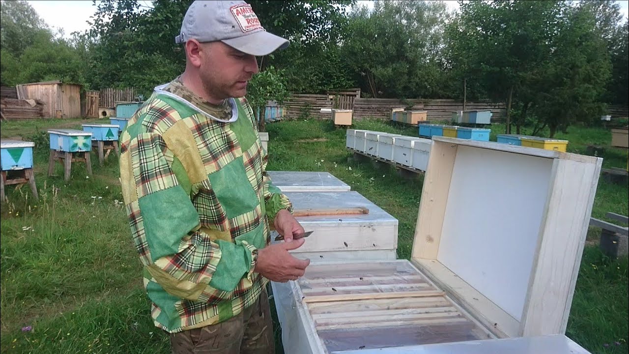 Відводки з двох рамок розплоду🐝