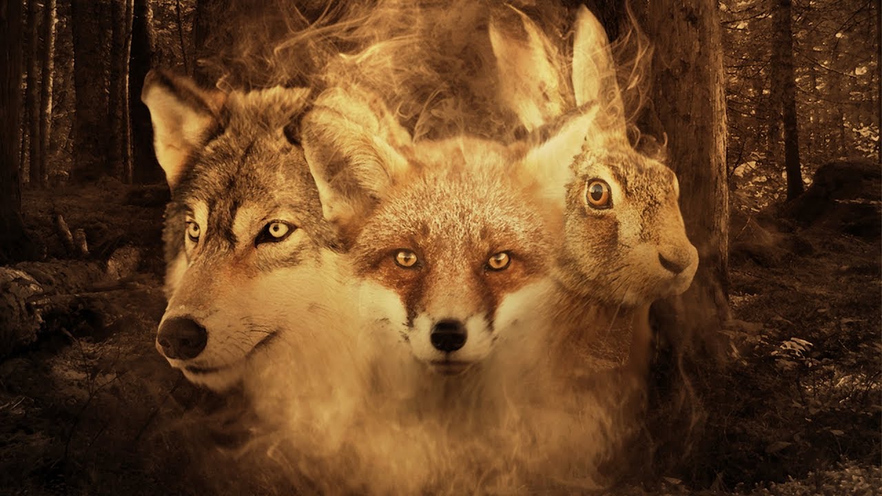 Vilsevind & Guillaume Lopez - Ulven, räven, haren  - J'ai vu le loup - Ai vist lo lop