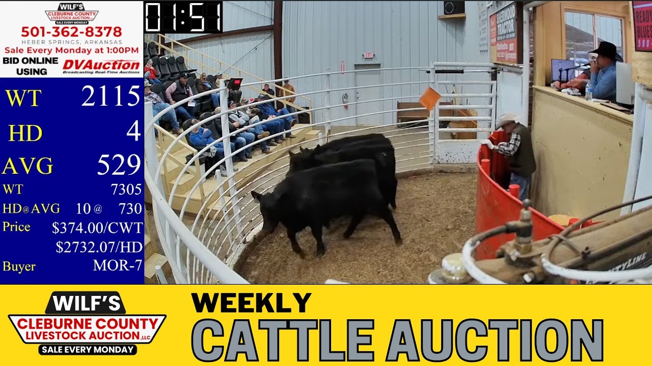 Heber Springs Cattle Market LIVE | Wilf’s Cleburne County Livestock Auction | Feb 9, 2026