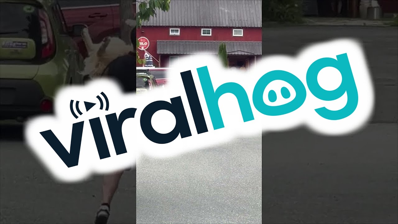 Golden Retriever Protests Leaving Brewery || ViralHog