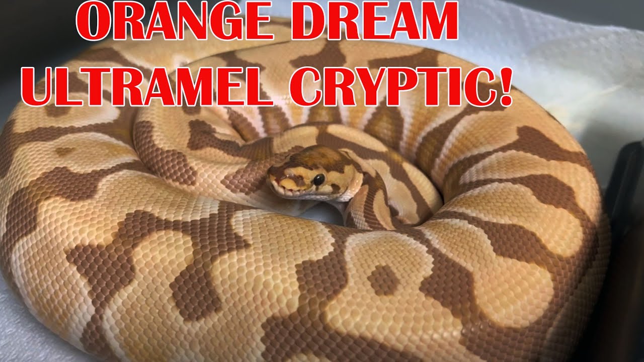 CRYPTIC BALL PYTHON CLUTCHES ON THE WAY!