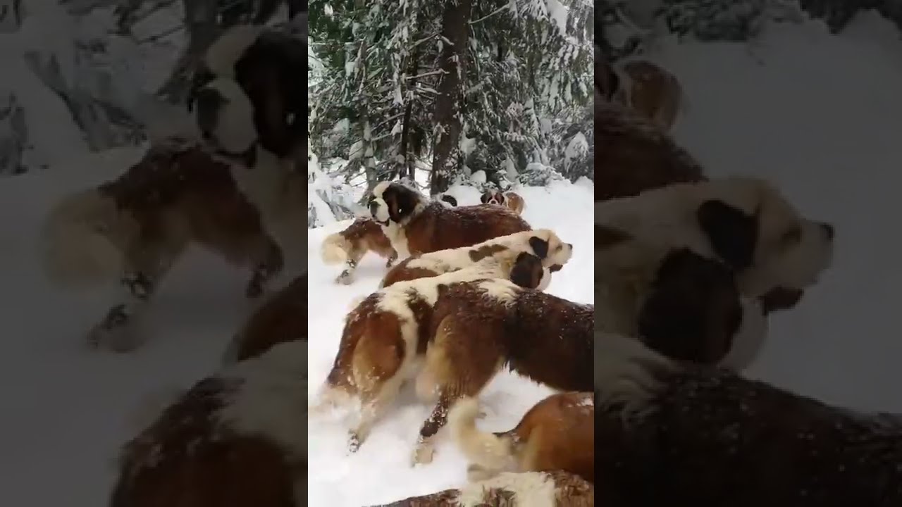 #shortsdogs #viralvideo #animalslover