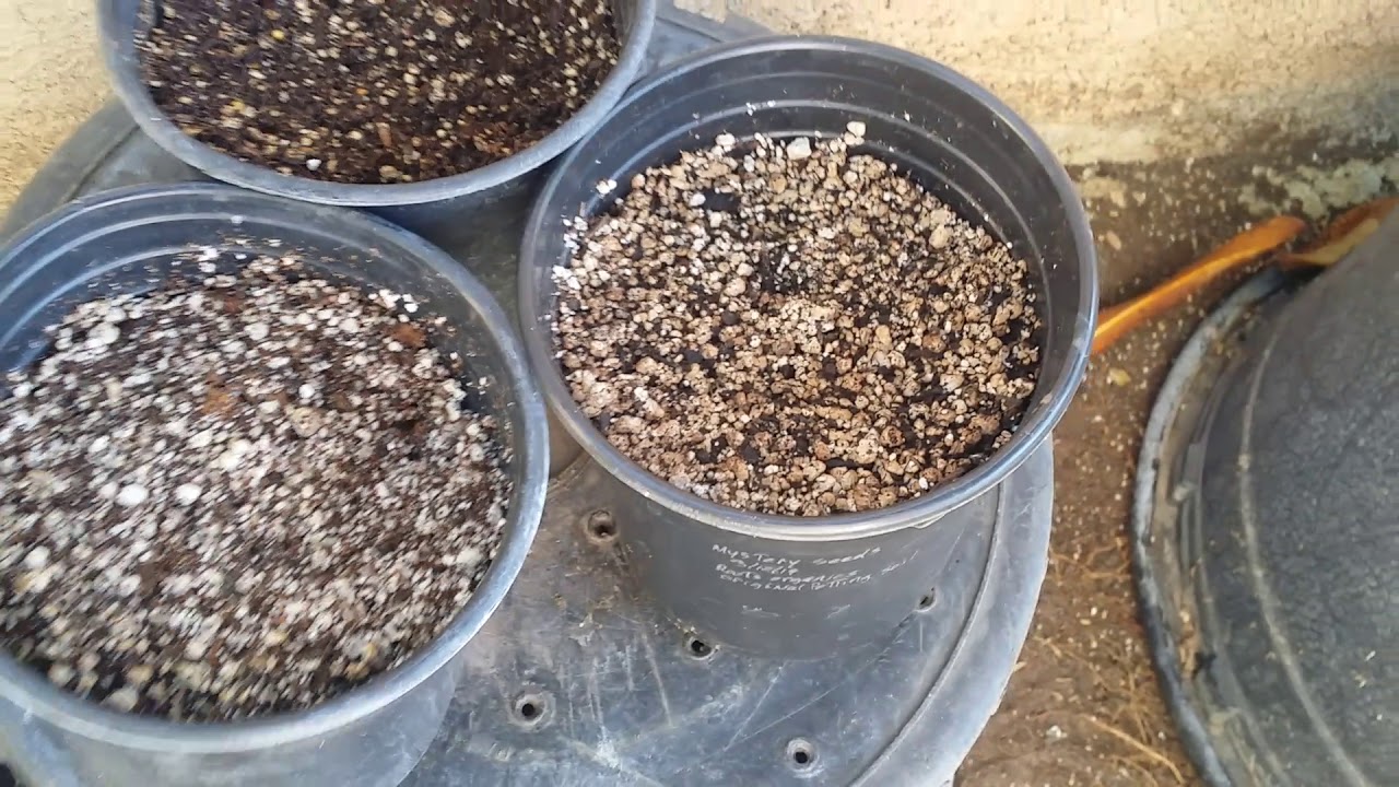 Outdoor Marijuana growing