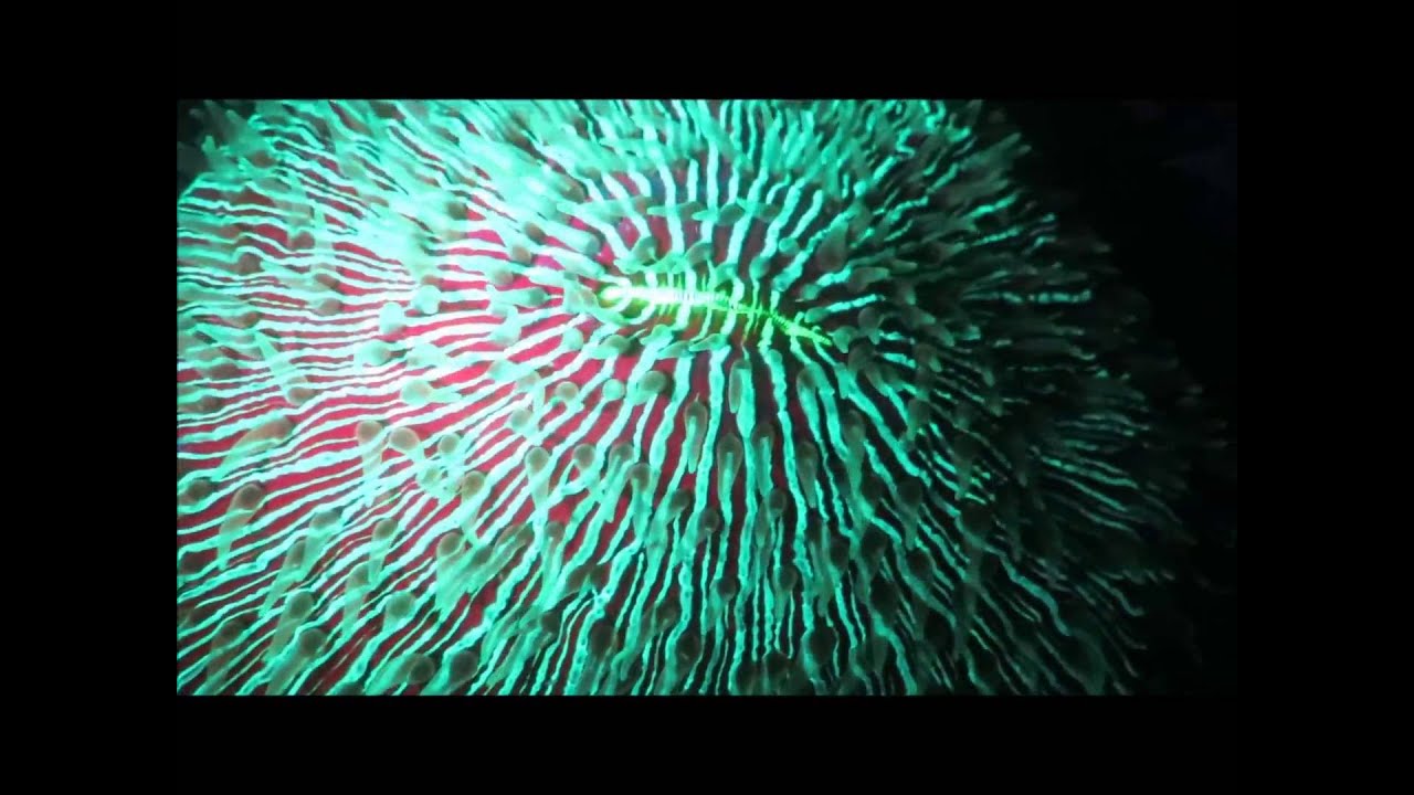 Fluorescent Night Diving In Madagascar With Sakatia Lodge HD