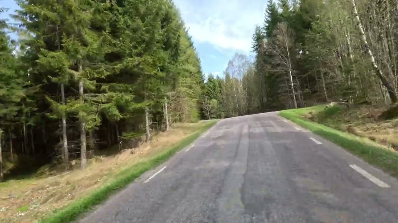 250429 Trädet Solberga 1