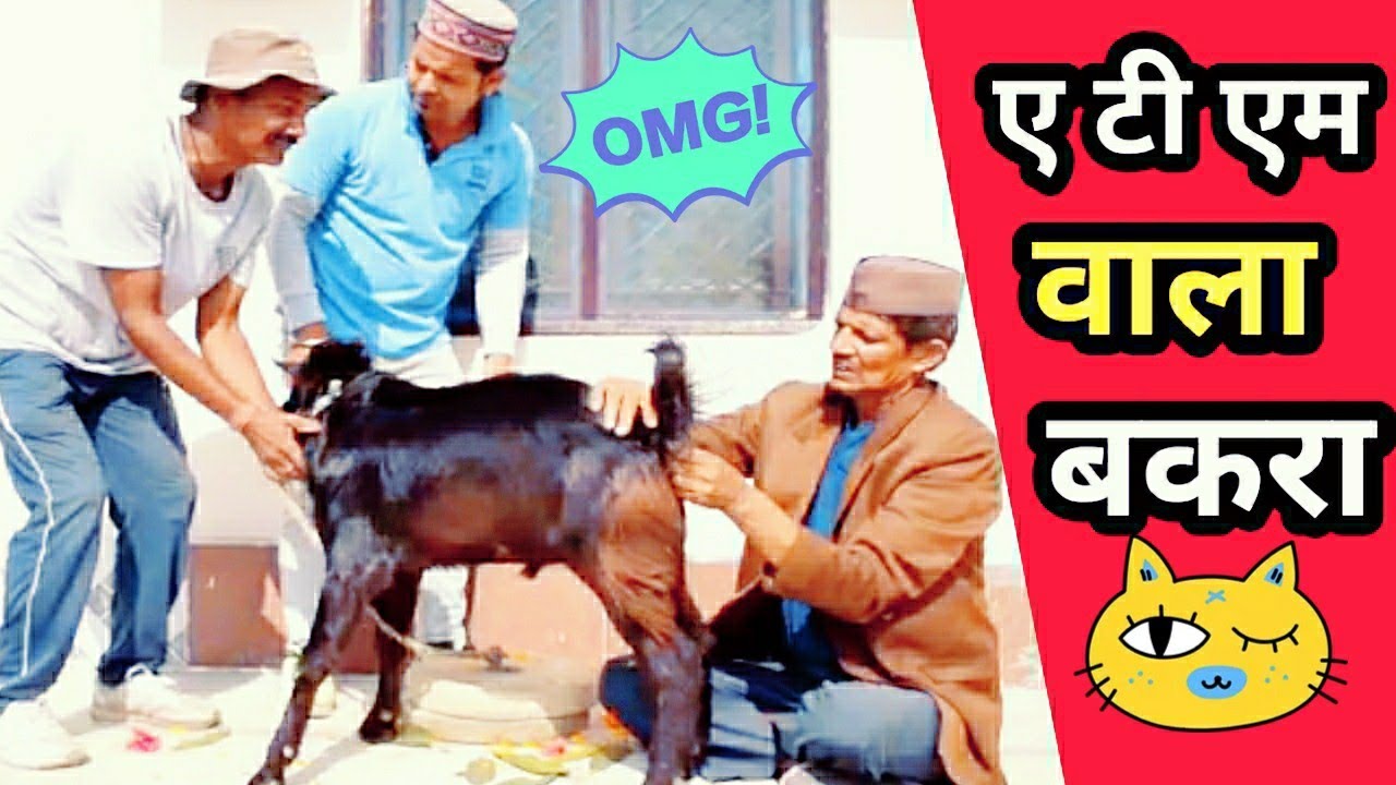 A T M वाला बकरा || kumauni comedy video@APNA MANGAL