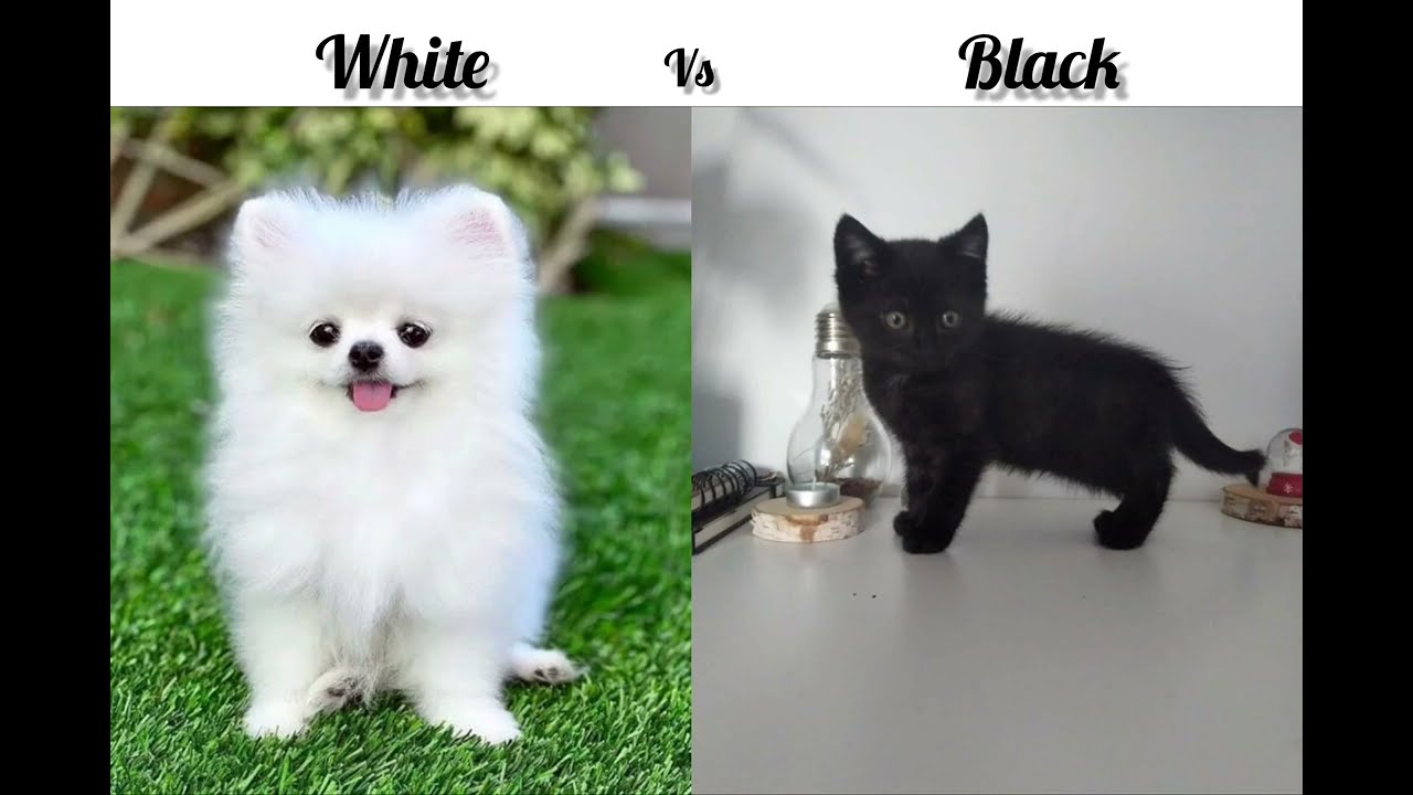 White vs black | which one is your favorite | colour fight 