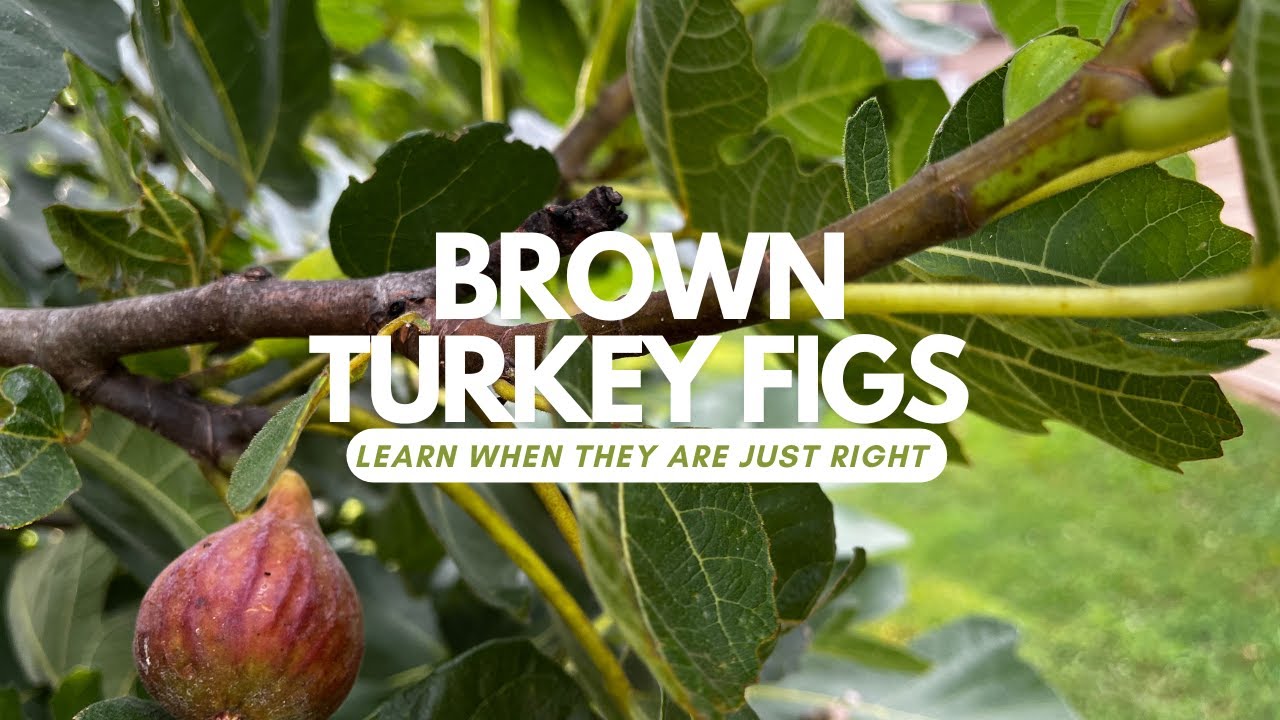 Brown Turkey Figs. Learn when they are ripe and guess who likes them as snacks.