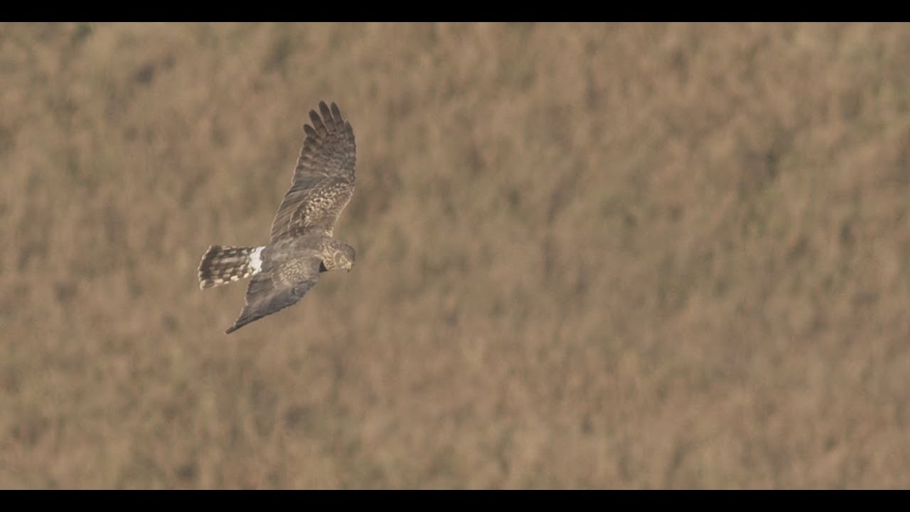 Hen Harrier bmpcc 6k