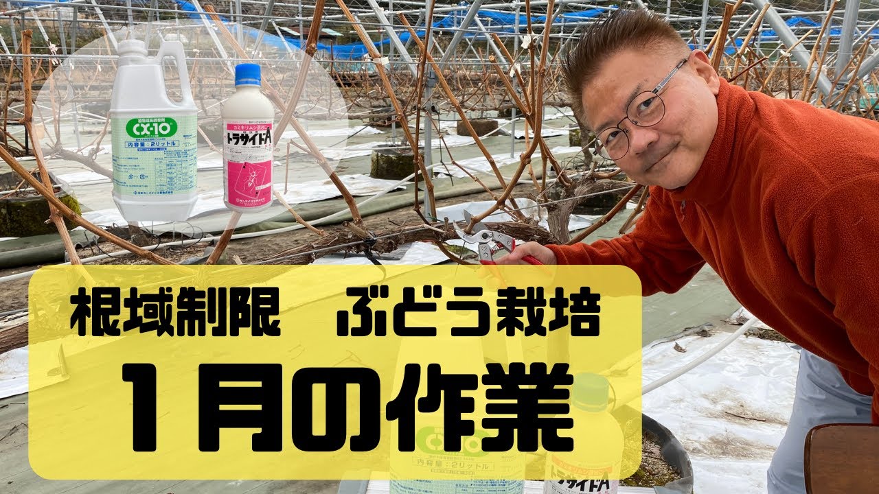 ブドウ栽培　根域制限、毎年1月の作業 シャインマスカット・ナガノパープル ルートラップポットなら、家庭菜園でも商業栽培でもブドウを上手に作れます。