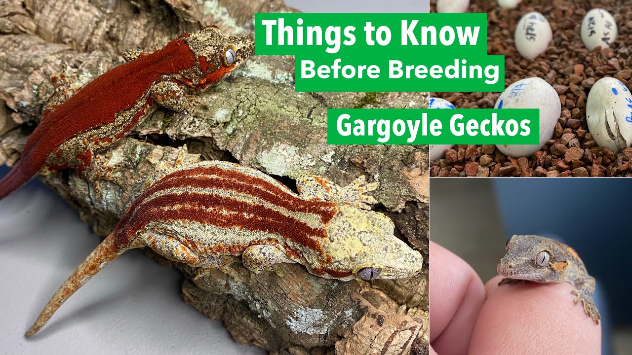 Things to Know Before Breeding Gargoyle Geckos!