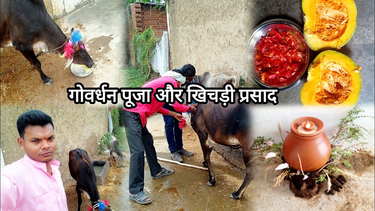 गोवर्धन पूजा cg village life cg festival  