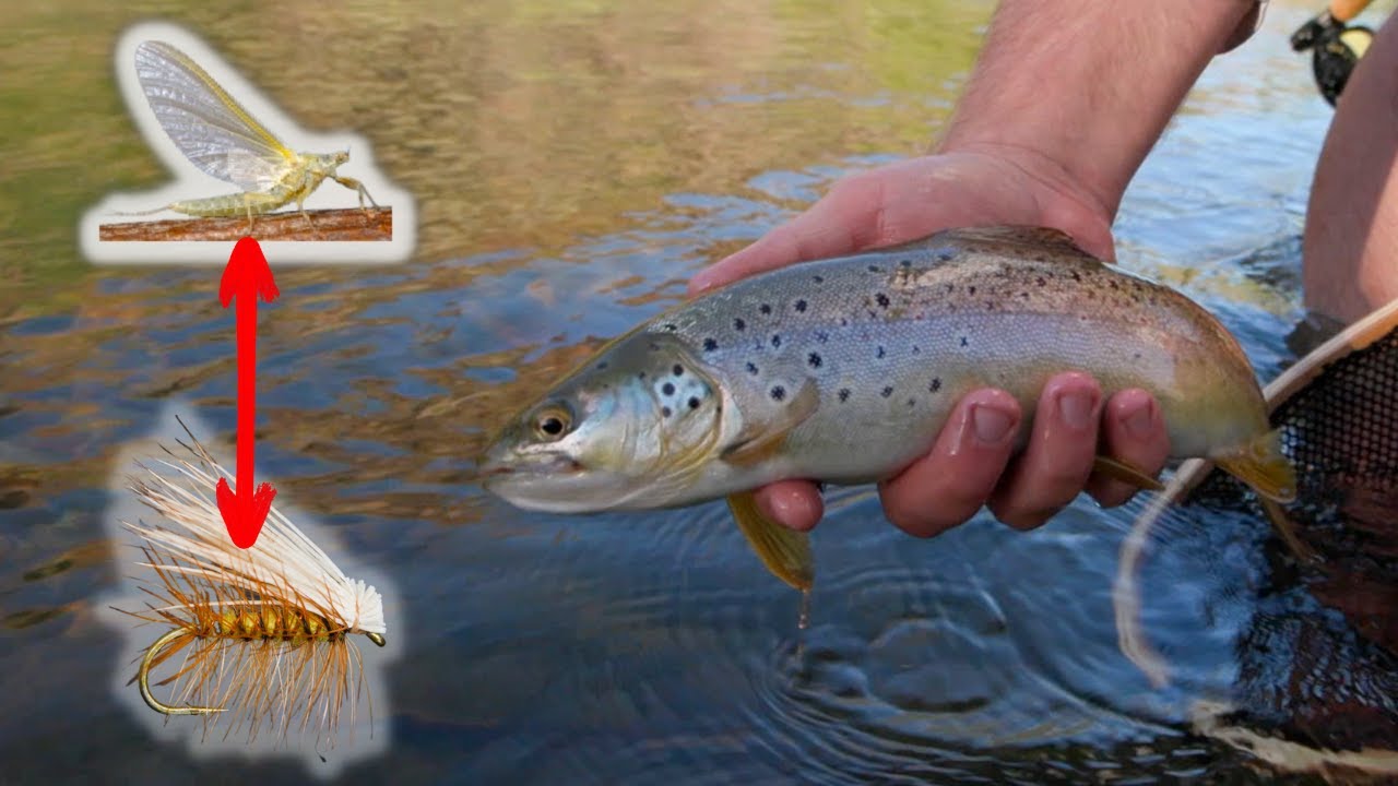 MATCH THE HATCH!!!  OWHYEE RIVER PMDs and Buzzer Beater Caddis  | Oregon Fly Fishing