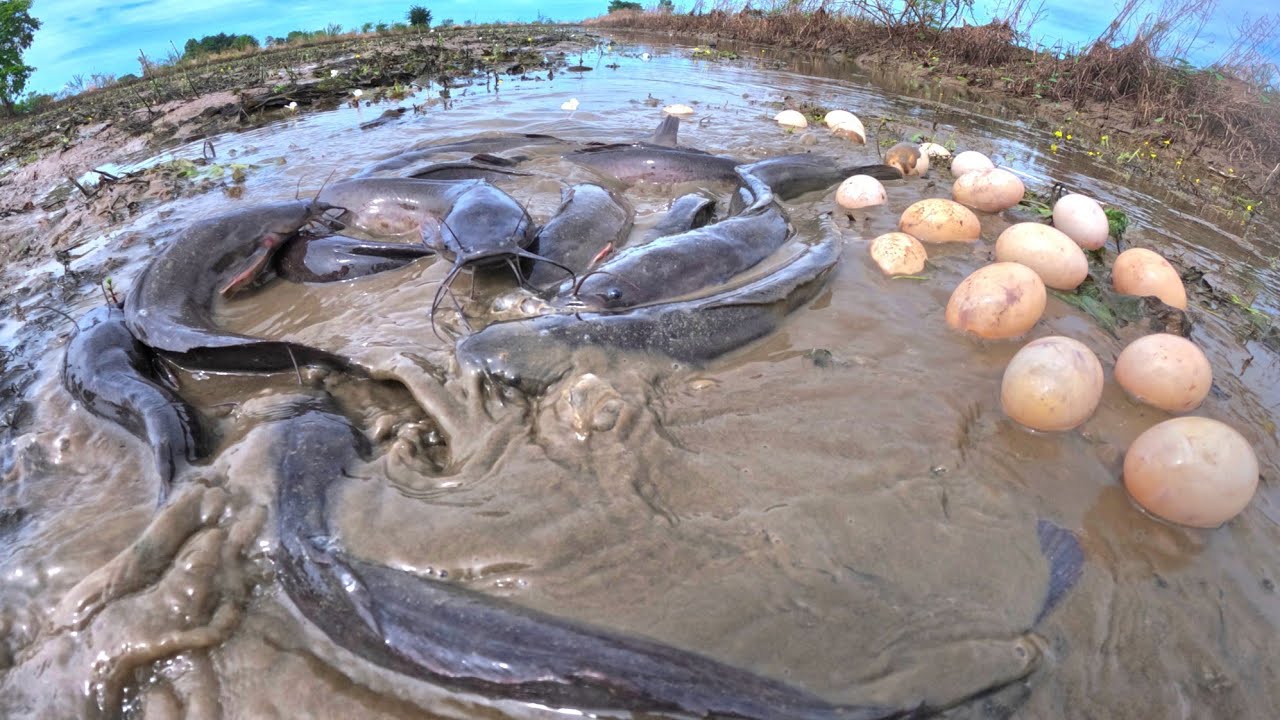 Top  fishing skills, pick duck eggs in rice field after the rain and catch fish