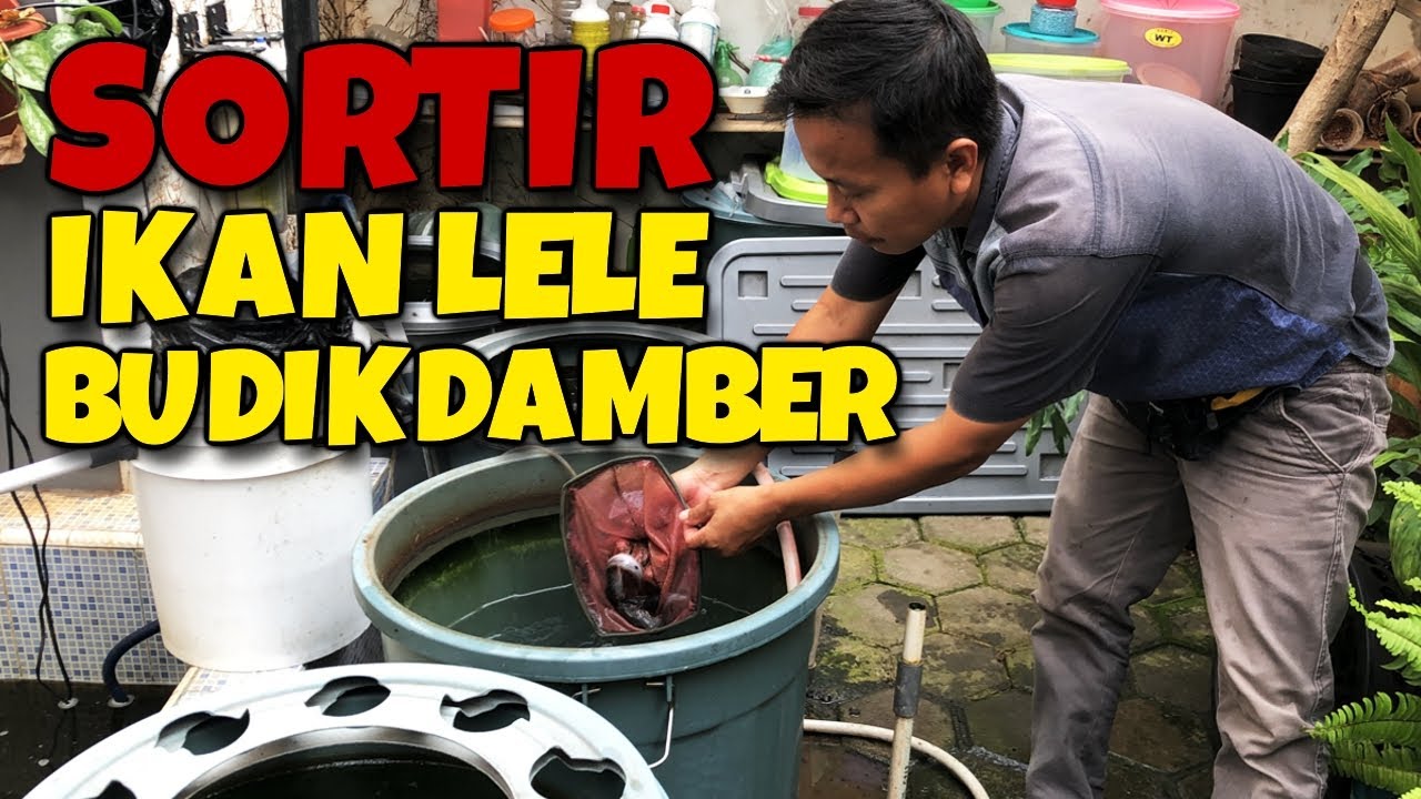 PENYORTIRAN Budikdamber Ikan Lele | Usia 1 Bulan