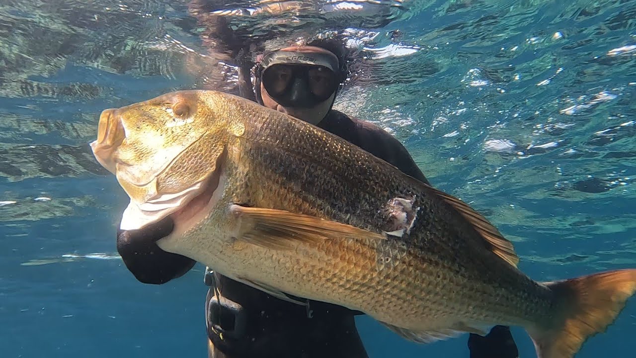 Sinarit 7 kg Dentex 🐟 Gökçeada'da mükemmel av 👌 Tarama meze tarifi🔥