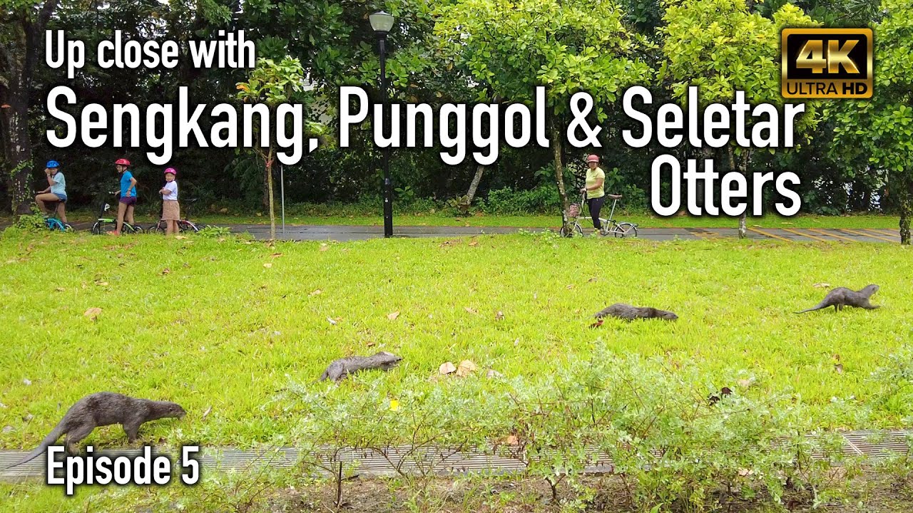 Up Close with Sengkang, Punggol & Seletar Otters (episode 5) | Singapore