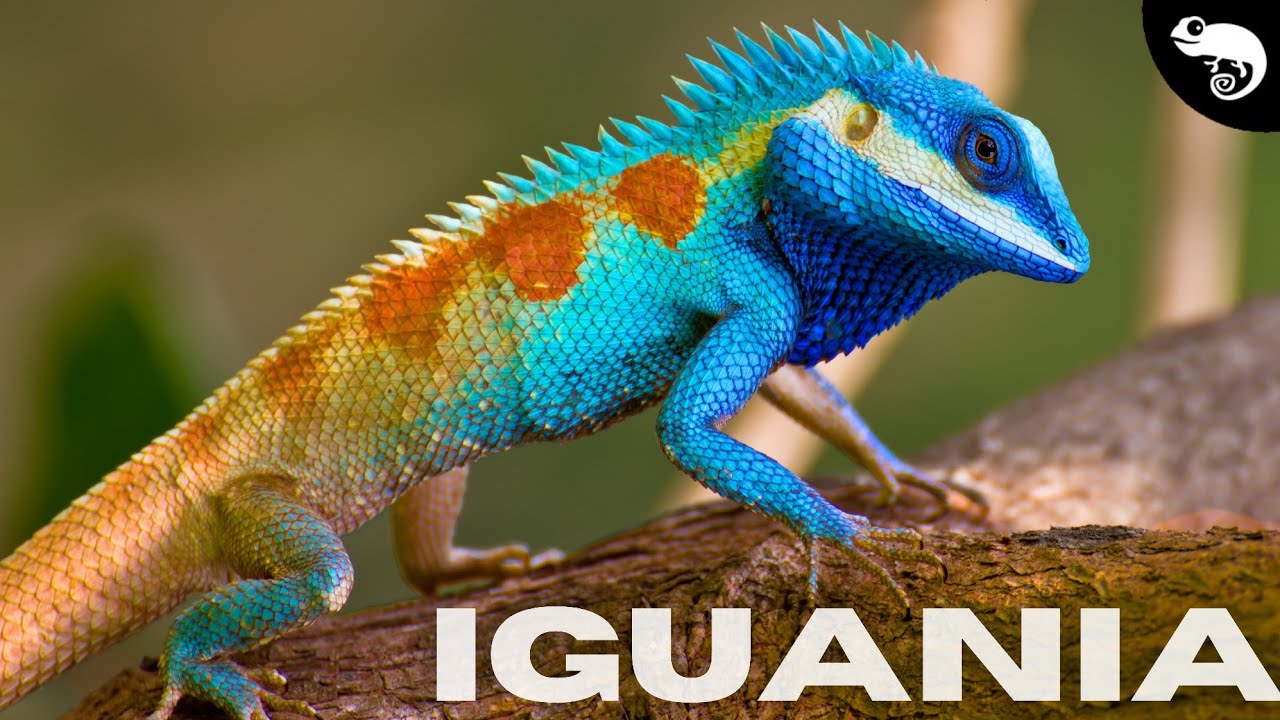 Are These The Most Spectacular Lizards?