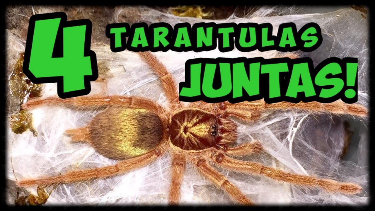 Terrário Comunitário de Tarântulas - Todas juntas - Como montar um terrário - Passo a passo -