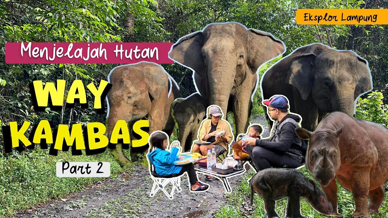 Safari tour & sarapan di tengah hutan Taman Nasional Way Kambas Lampung, ketemu jejak gajah besarrr!
