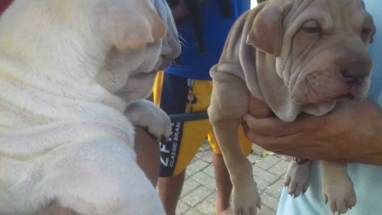 Feira Livre da Parangaba - Fortaleza /Ceará - 06/03/2022 - PARTE 1.