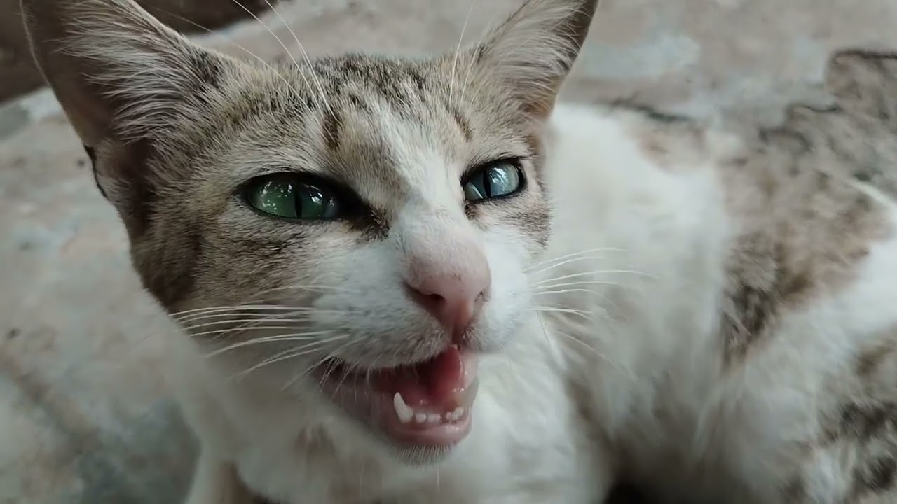 funny cats 