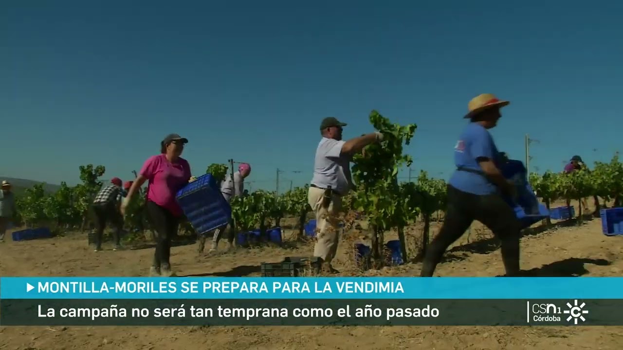 La cuenta atrás para la vendimia en el marco Montilla-Moriles es noticia en Canal Sur Televisión