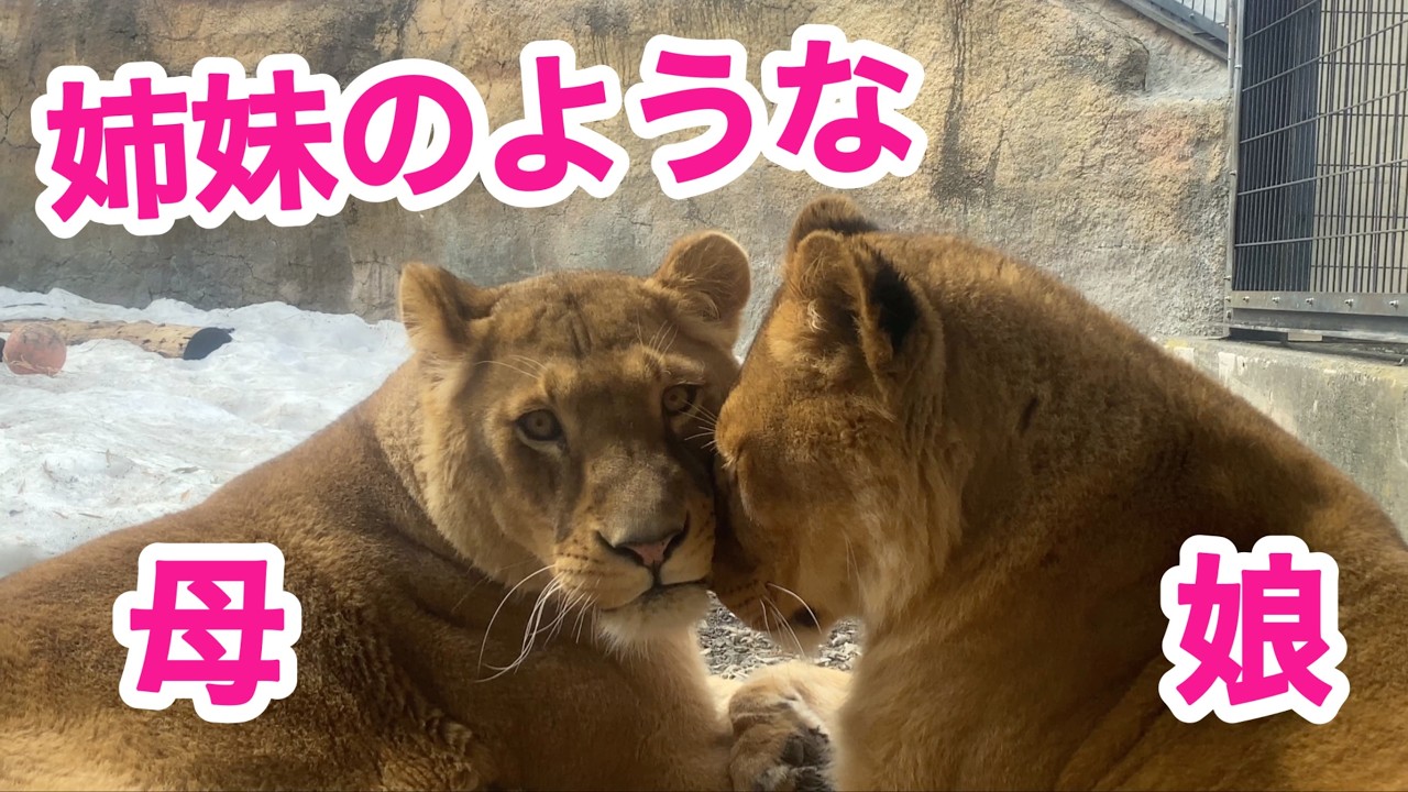 【旭山ライオン＆トラ】娘に甘える母。娘も大きくなりました。オリトイオ＆ザリアファミリーvol755.Mother lion doting on daughter. Lion&Tiger life