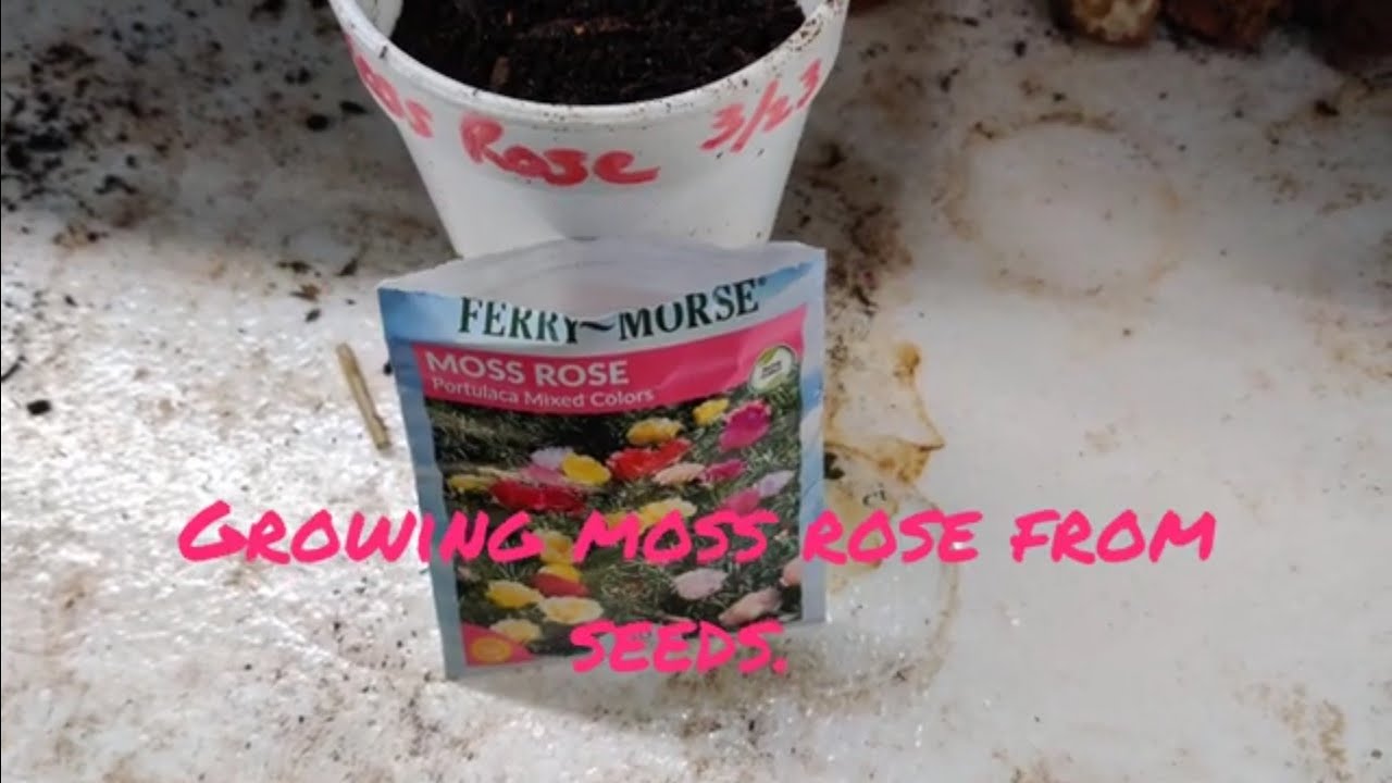 How To Grow Moss Rose From Seeds. (Easy) Only 60 Days From Seed To Blooms.