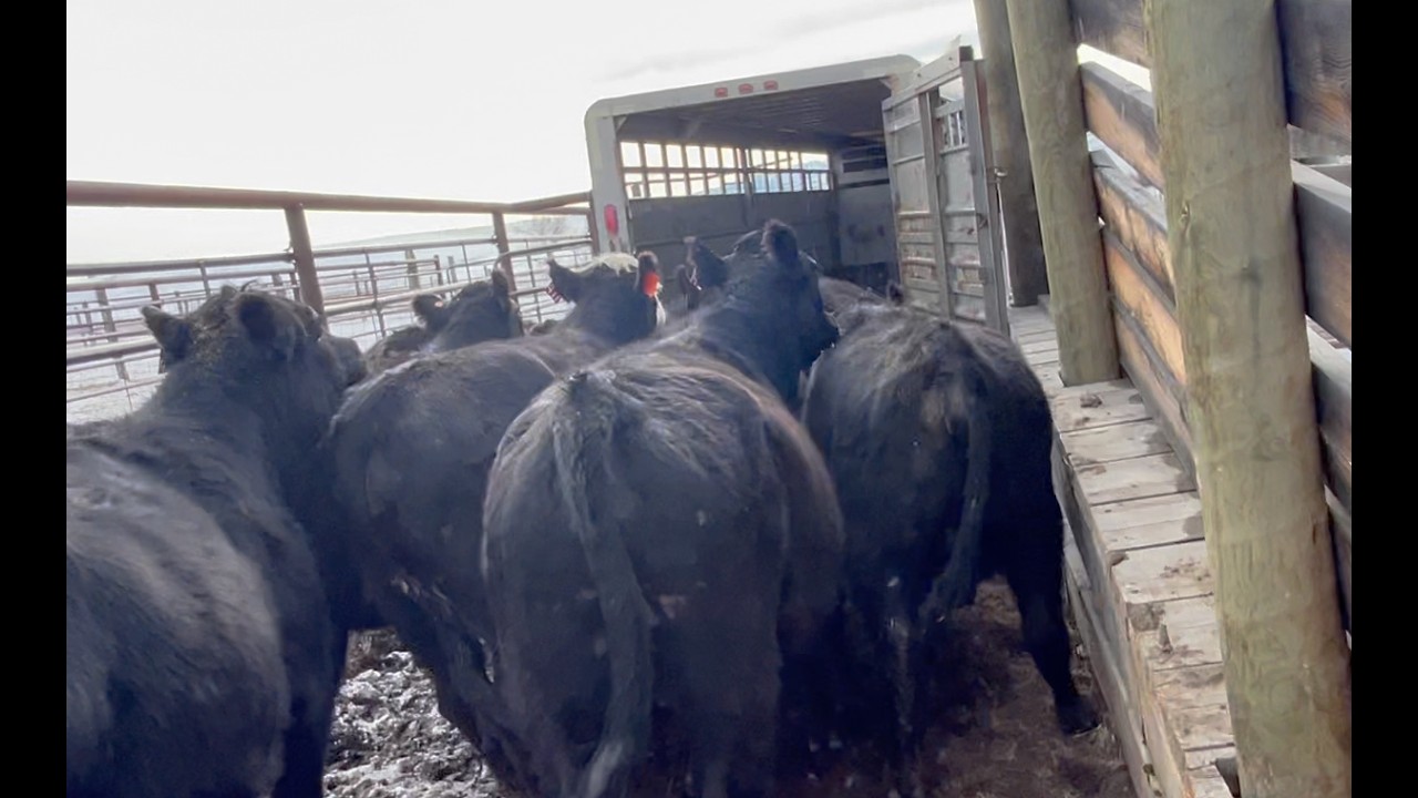 New tags and moving cows home for calving