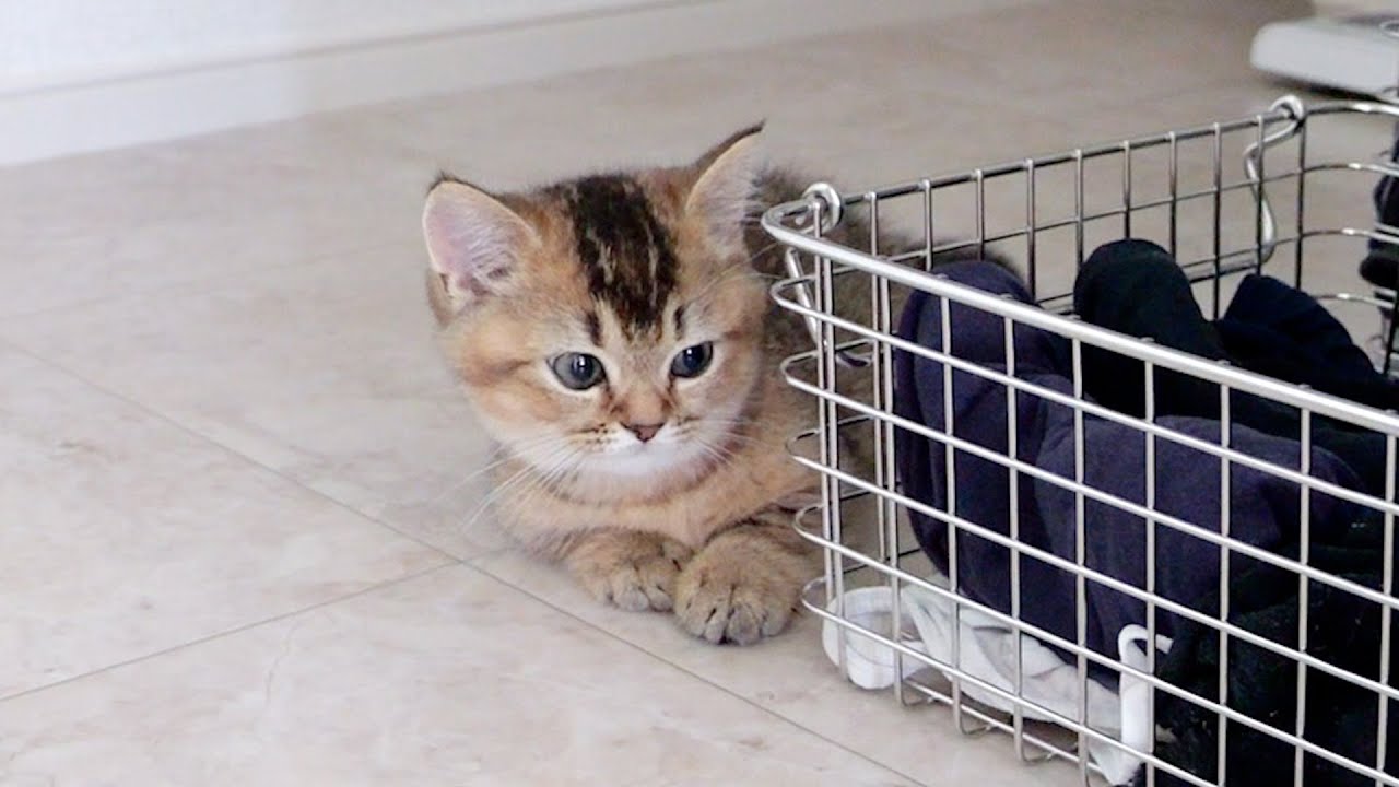 Kitten Kiki feels annoyed when mother cat is around, but feels lonely when she isn't...