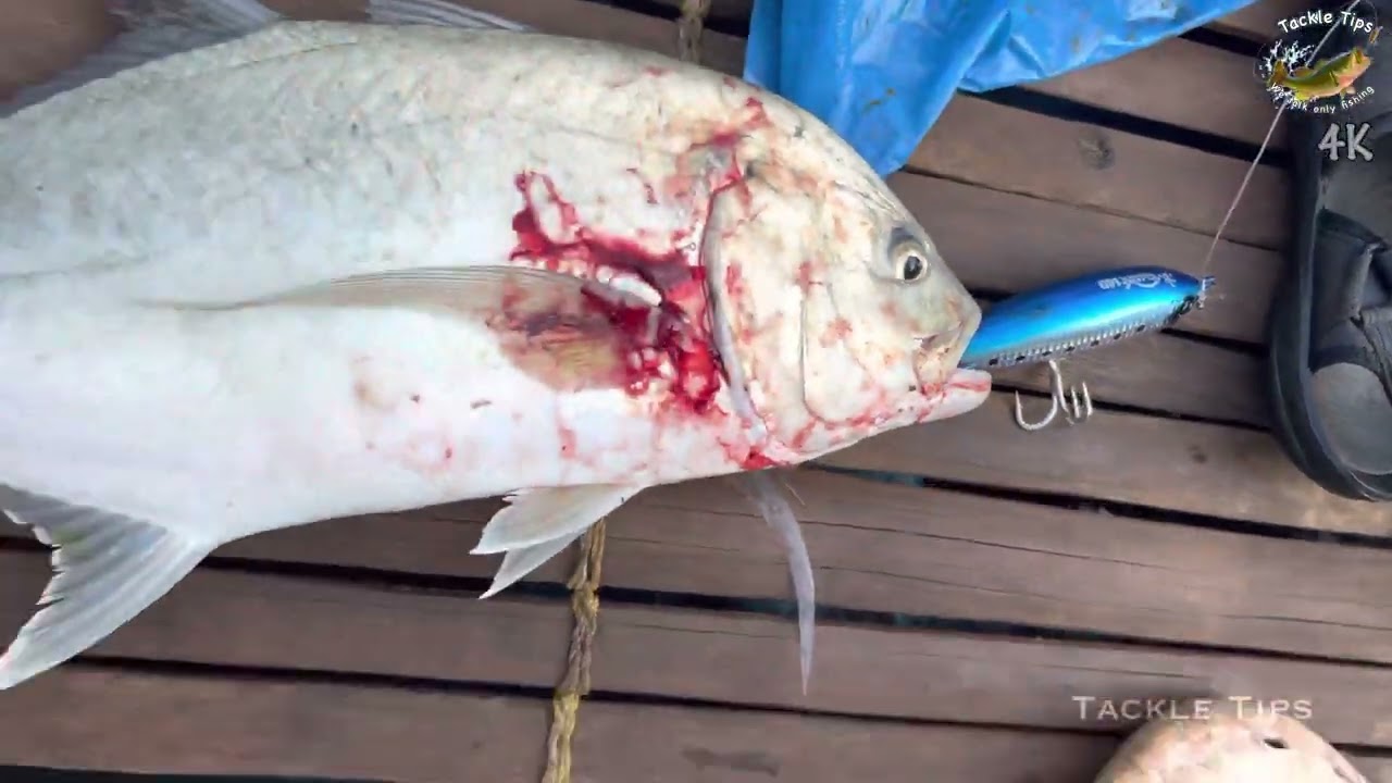 Giant trevally on Baitcasting Setup | Prohunter Splasher Floating Stick Bait
