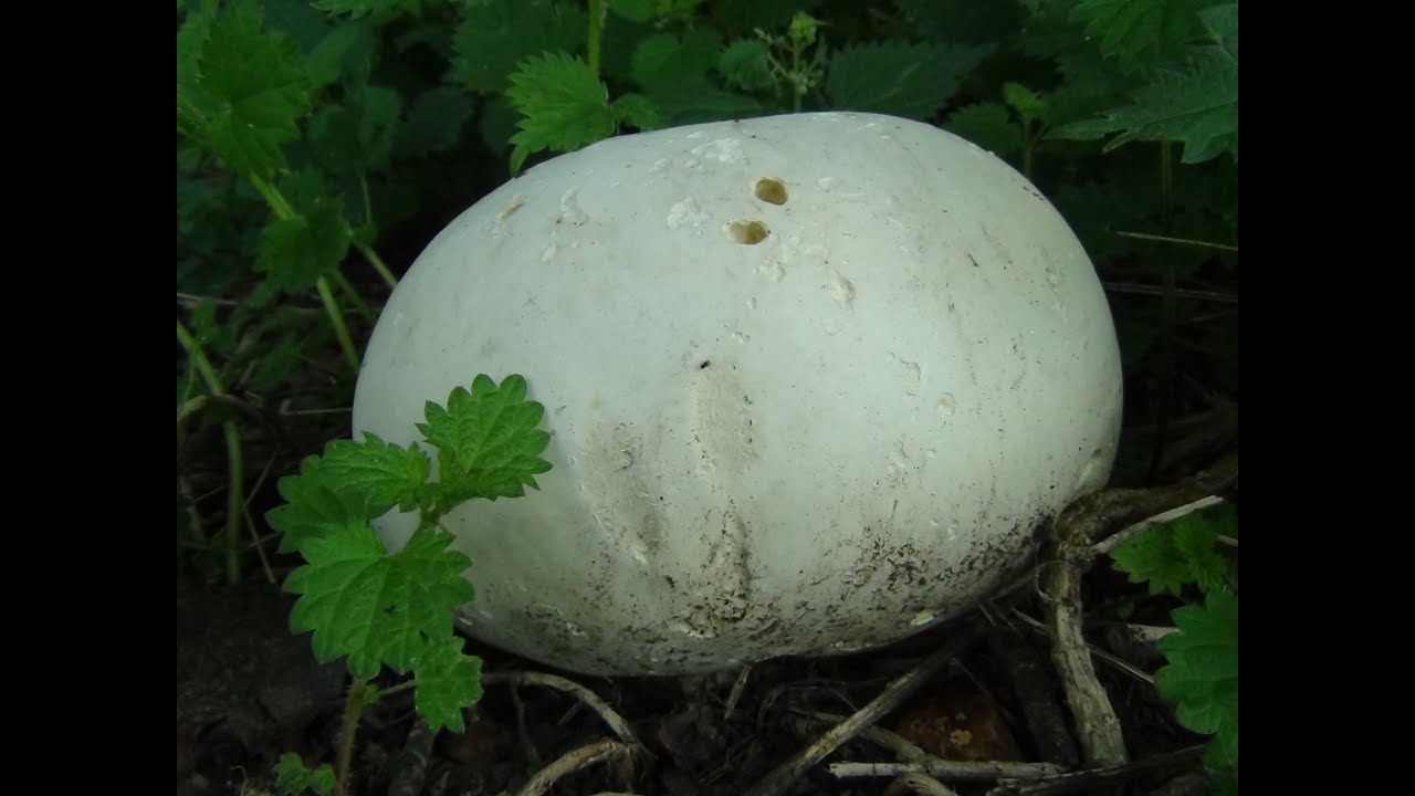 Гигантский дождевик (Calvation gigantea). Гигантские съедобные грибы в Великобритании.