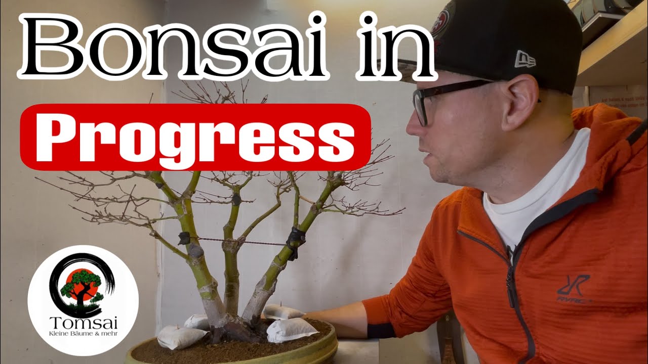 Bonsai in Progress Bonsai 36/25
