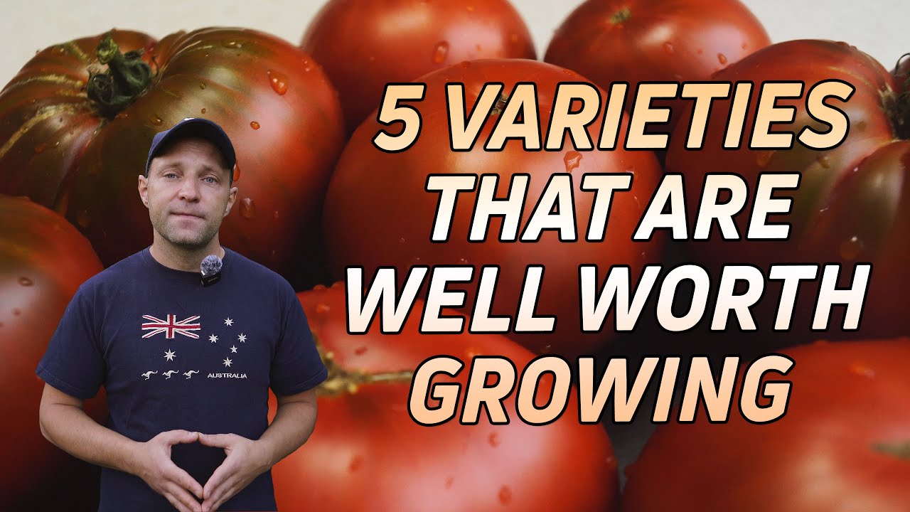 TOMATOES, 5 VARIETIES YOU SHOULD TRY!