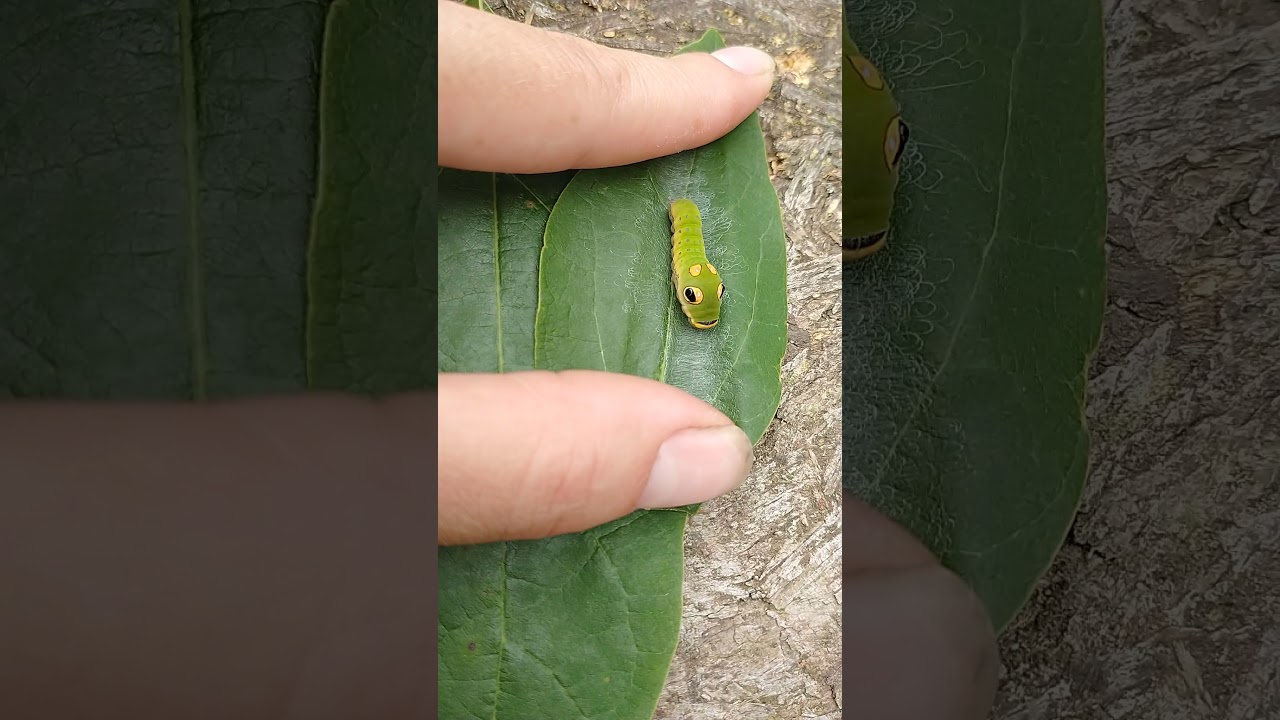 weird CATERPILLAR looks like SNAKE swallowtail camouflage #shorts #caterpillar