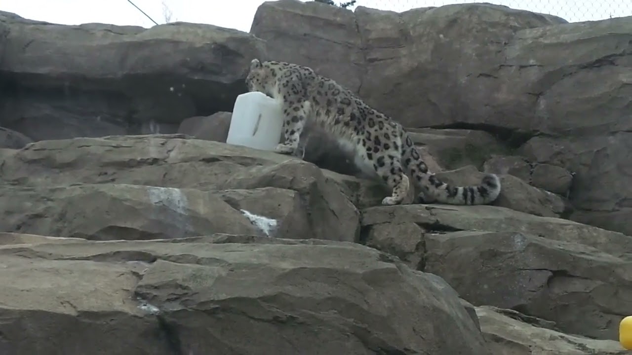 Snow Leopard Enrichment at the Alaska Zoo