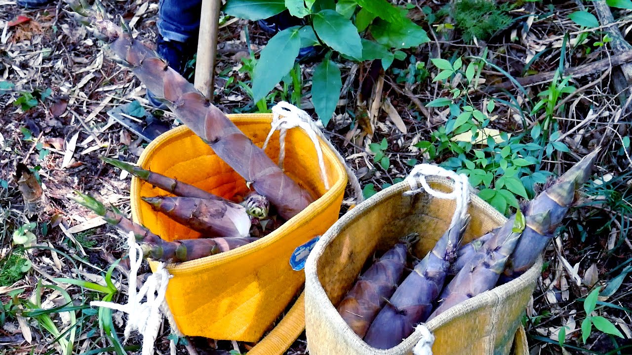 Edible wild plants road trip - collecting bamboo shoots in Japan