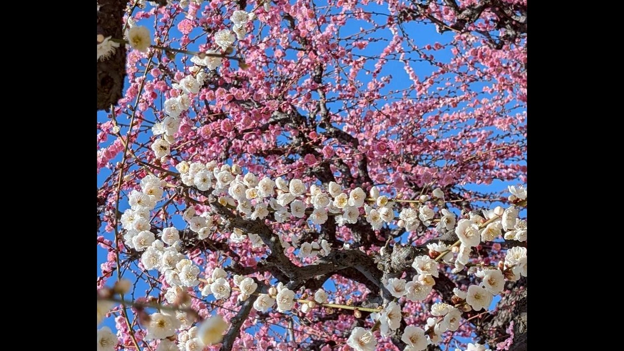 【三重県津市　梅巡り】結城神社・かざはやの里2026年2月23日