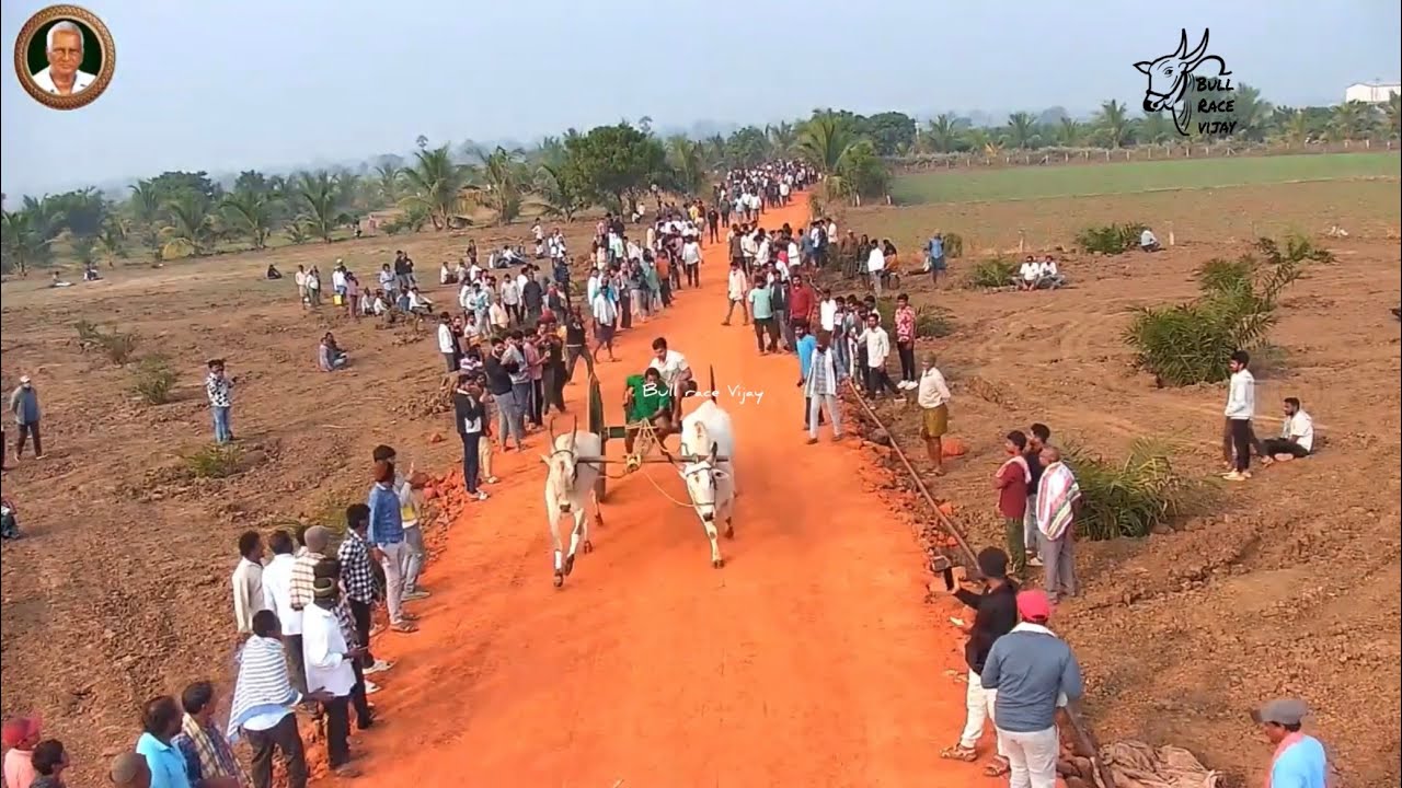 వడిశలేరు రాష్ట్రస్థాయి సీనియర్స్ ఎడ్ల పందెం3rd ప్రైజ్🐂🏆🐂@కోరా శృతి చౌదరి గుమ్మిలేరు బుల్స్