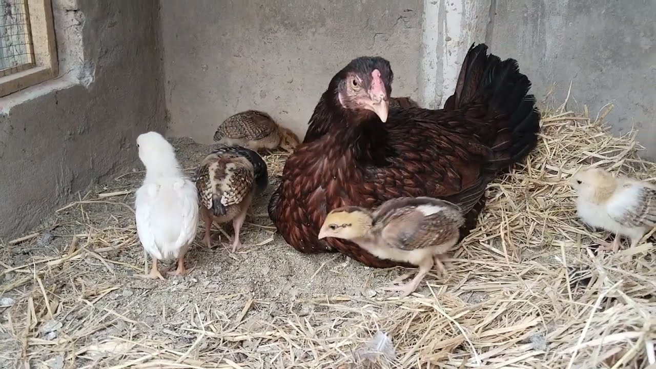 Aseel Hen and Chicks Playing Together | Heart-Touching Chicken Video