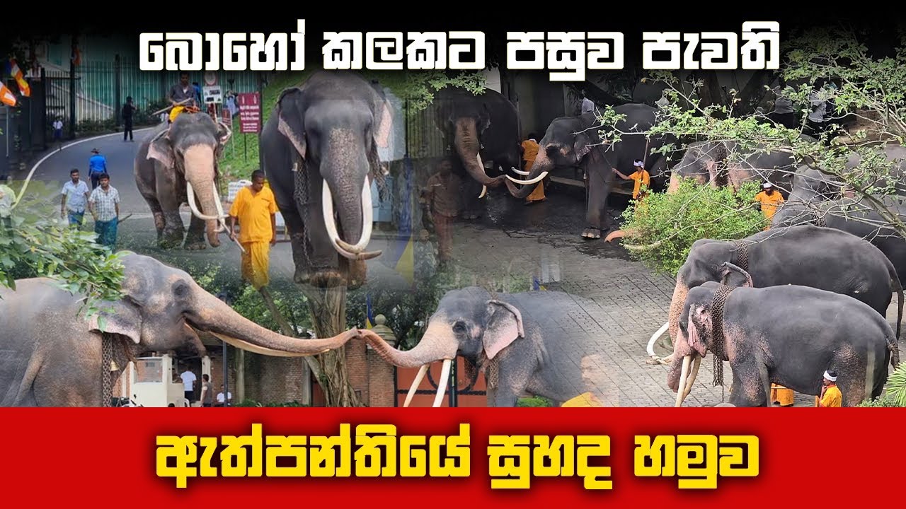 ඇත්පන්තියේ සියල්ල එක්වු ඇත් හමුවේ නොදුටු දසුන්|Tame tusker group meeting #perahera2024