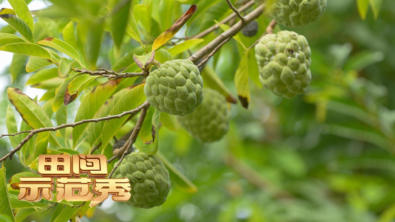 释迦树种植技术大公开，解决果实少难题修枝抹叶是关键！丨「田间示范秀」20220217
