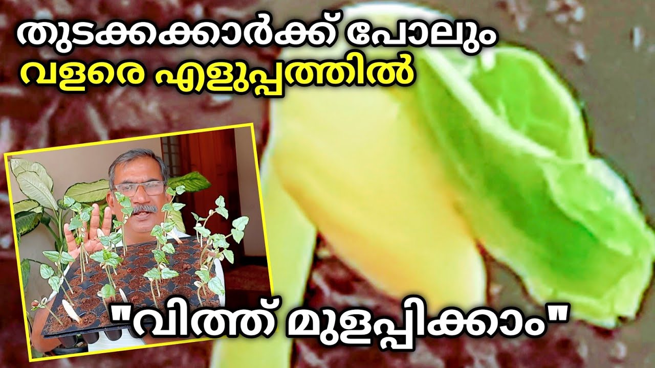 🌱 വളരെ വേഗത്തിലും എളുപ്പത്തിലും വിത്തു മുളപ്പിക്കാൻ 🌱 | Fast & Easy Seed Germination