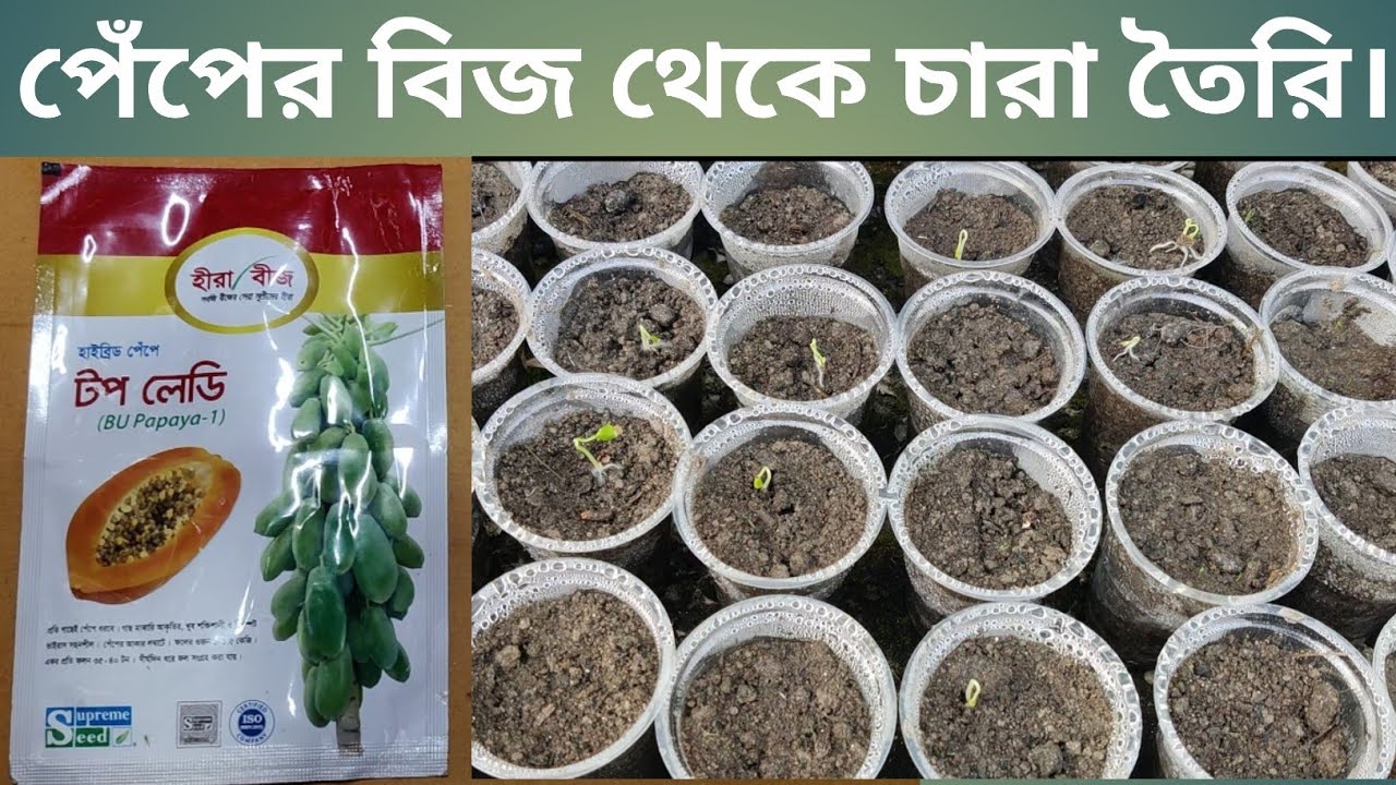 পেঁপের বীজ থেকে চারা তৈরি পদ্ধতি। টপ লেডি পেঁপের বীজ  থেকে চারা তৈরি পদ্ধতি। ইস্পানি কুইন পেঁপে।