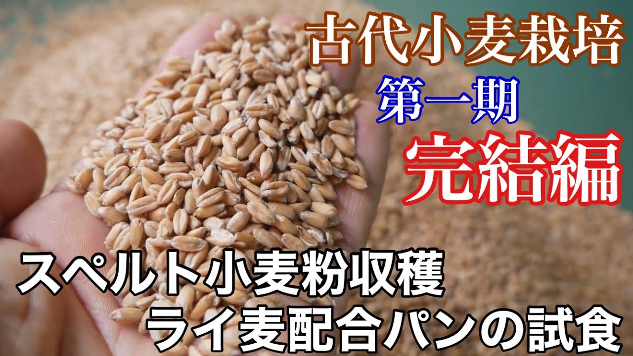 《古代小麦》⑨完結編：スペルト小麦の収穫脱穀籾摺りとライ麦配合パンの試作と試食：2020年6月10日～10月31日