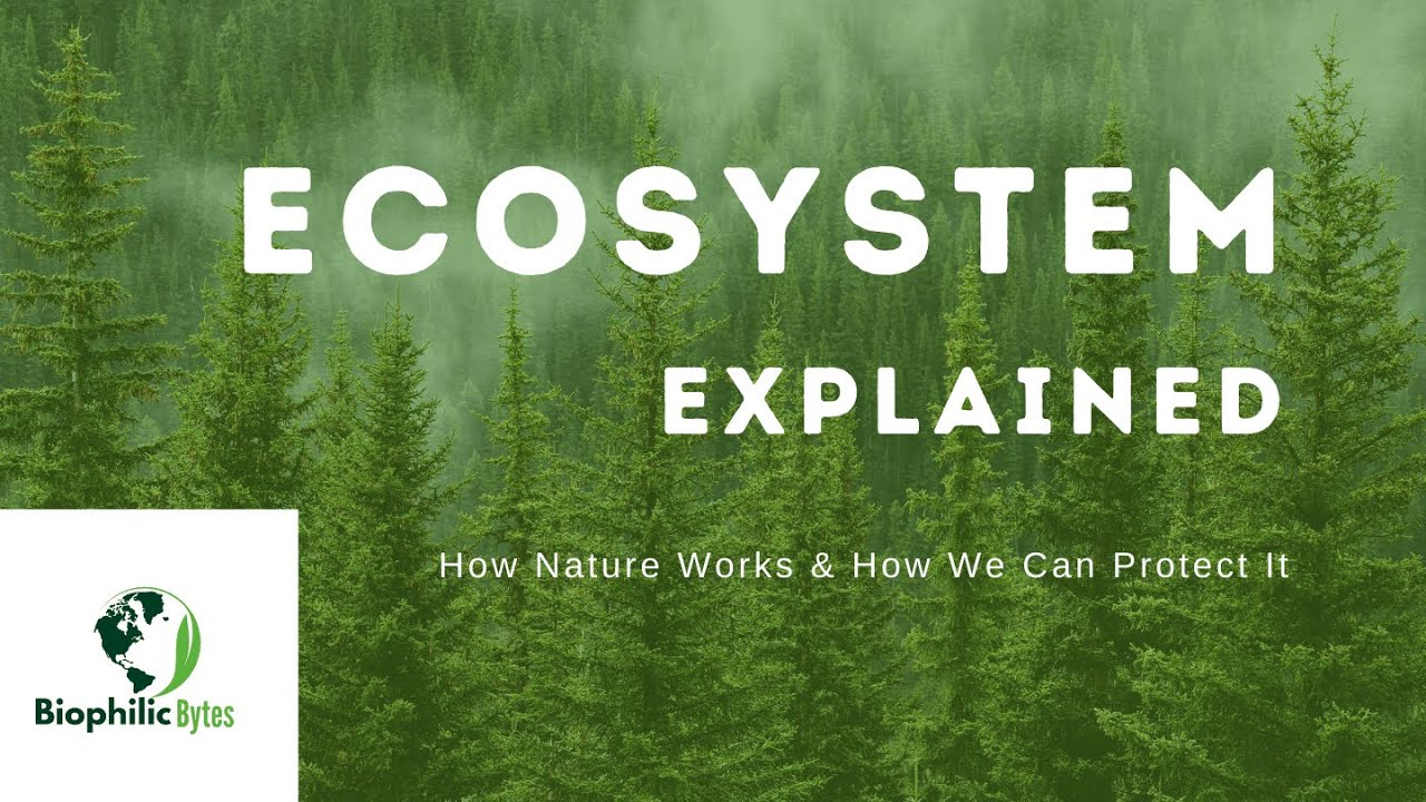 Ecosystems Explained How Nature Works & How We Can Protect It